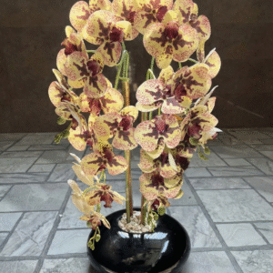 Orchid in oval base vase (multiple colors available)