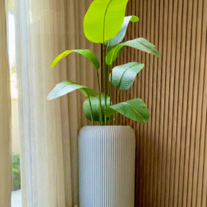 Banana plant 8 leaves in cylindrical line planter 6 feet