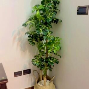Chiko plant 5.5 feet with jute basket