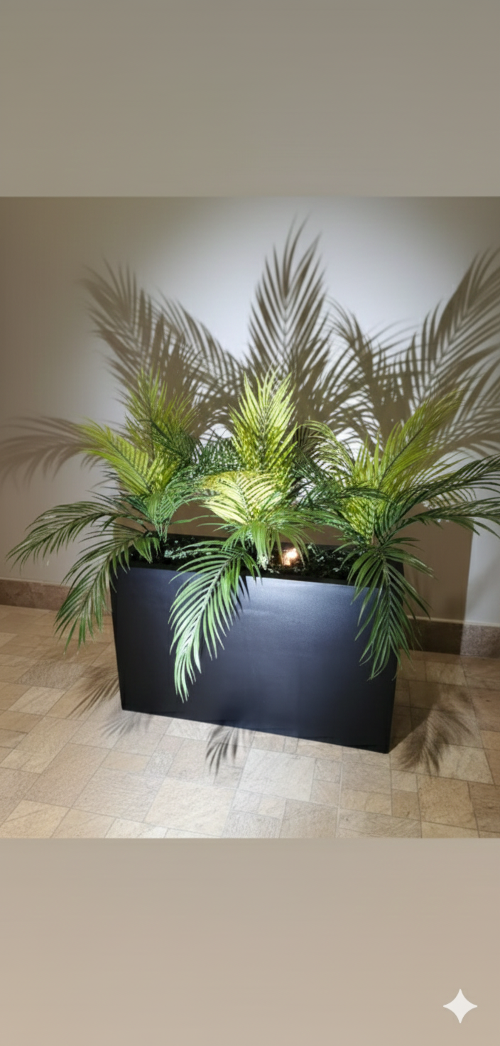 Areca Palm in square planter arrangement - Image 2