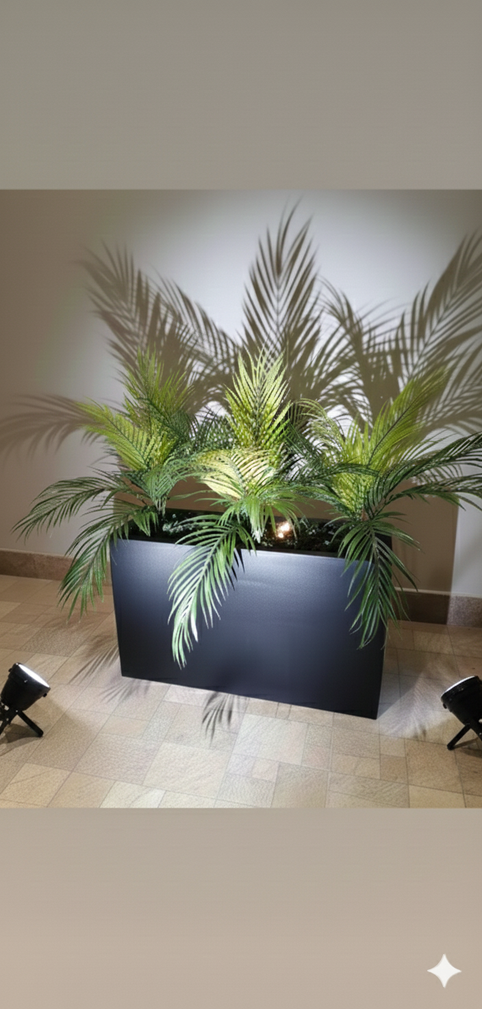 Areca Palm in square planter arrangement