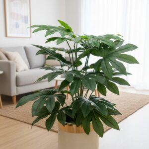 Japanese Aralia