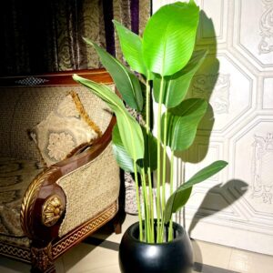 banana plant