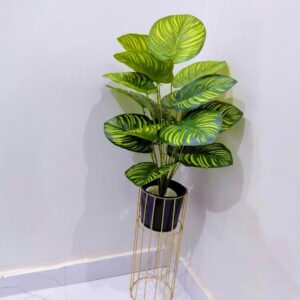 Money plant