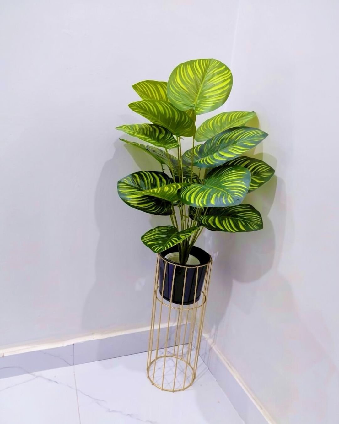 Money plant