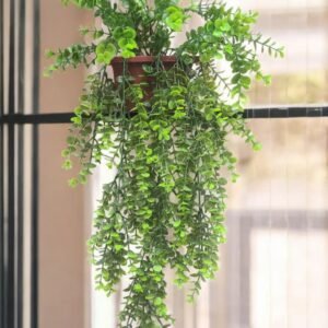 Pilea depressa