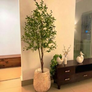 Olive Tree5.5 feet (without planter)
