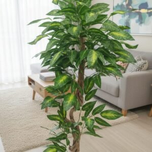Chinese Evergreen plant 5 feet