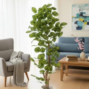 Peperomia plant 5 feet
