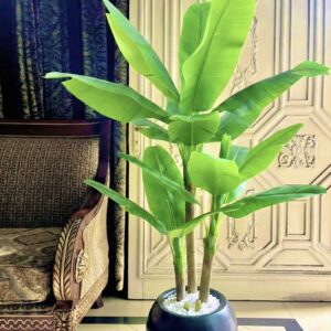Banana Plant 5.5 feet (with round planter)