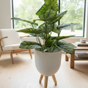 Calathea Orbifolia