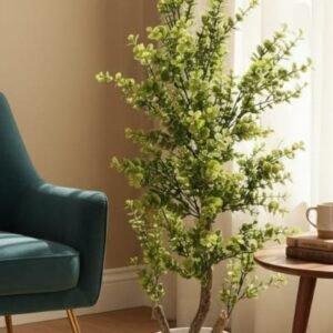 Eucalyptus gunnii (size 3.5) feet