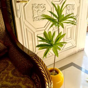 Dracaena