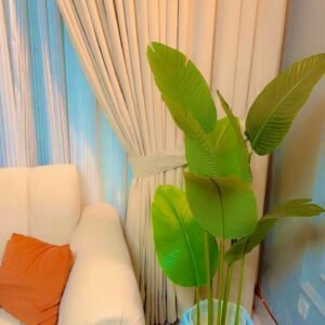 Banana Plant