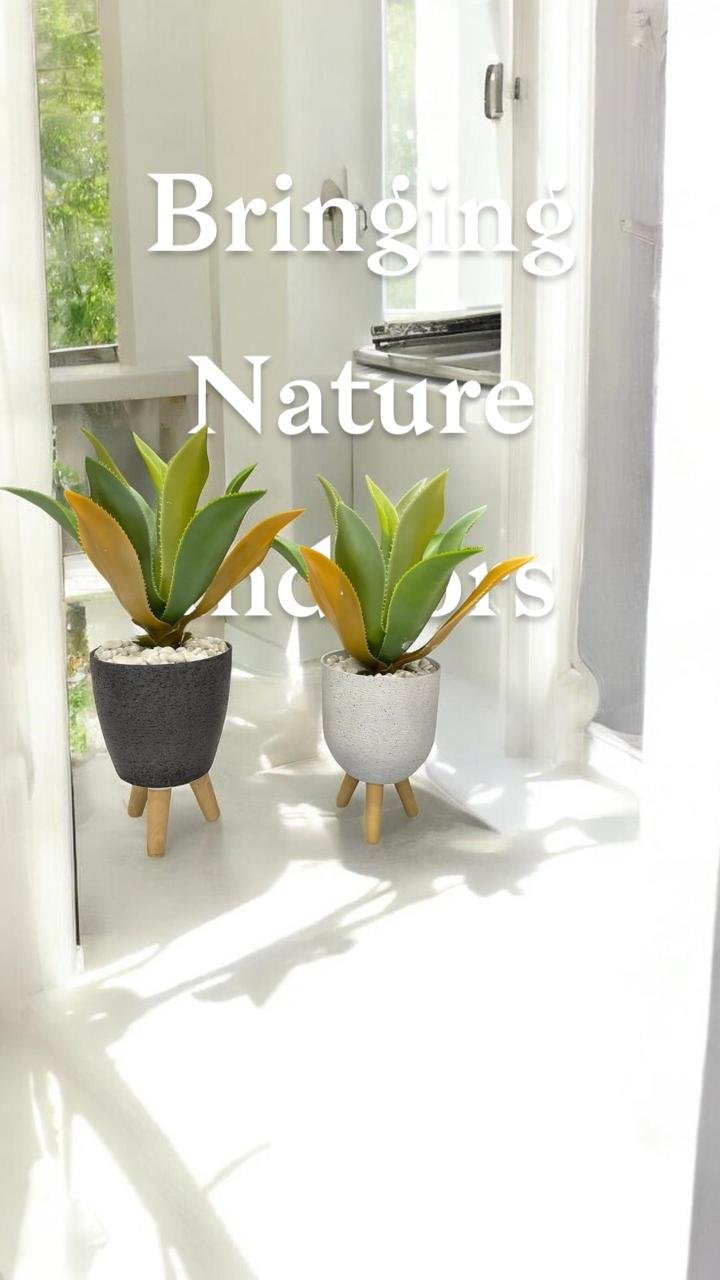 agave plant set of 2(Single available)