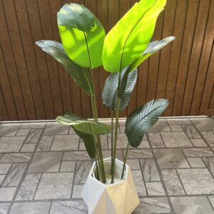 Banana plant with geometric diamond planter 5 feet
