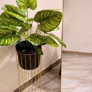 Calathea orbifolia