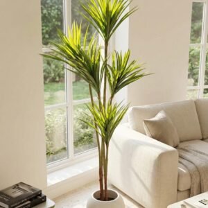 Dracaena Tree