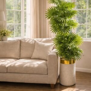 Fan Finger Palm Tree (6 feet)