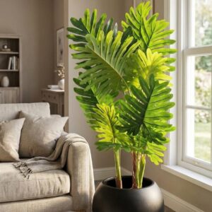 Lacy Tree Philodendron
