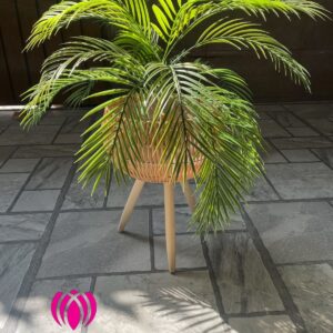 Areca palm with rattan tripod planter