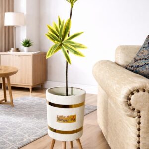 Dracaena reflexa