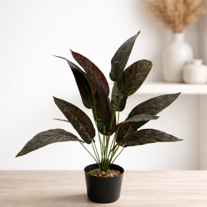 Calathea Potted Plant