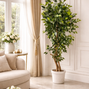 Ficus Tree