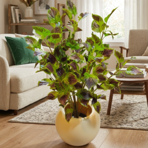 Royal Variegated Floor Plant ​with round planter