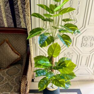 Money plant