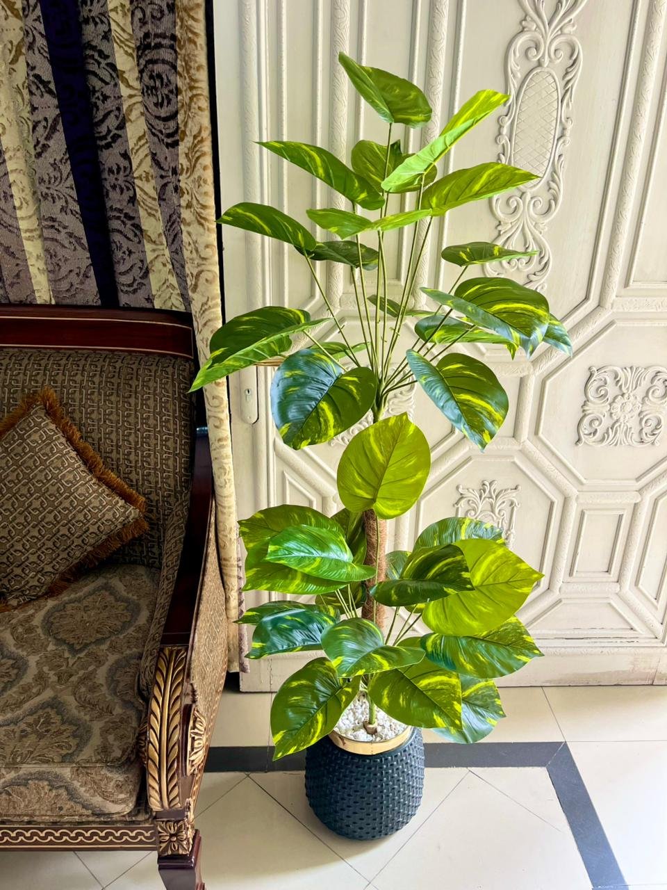 Money plant