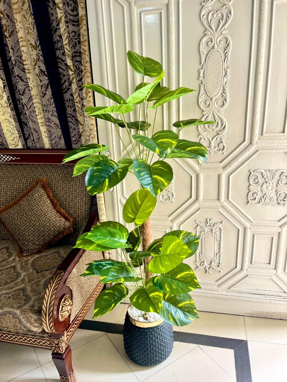 Money plant - Image 2