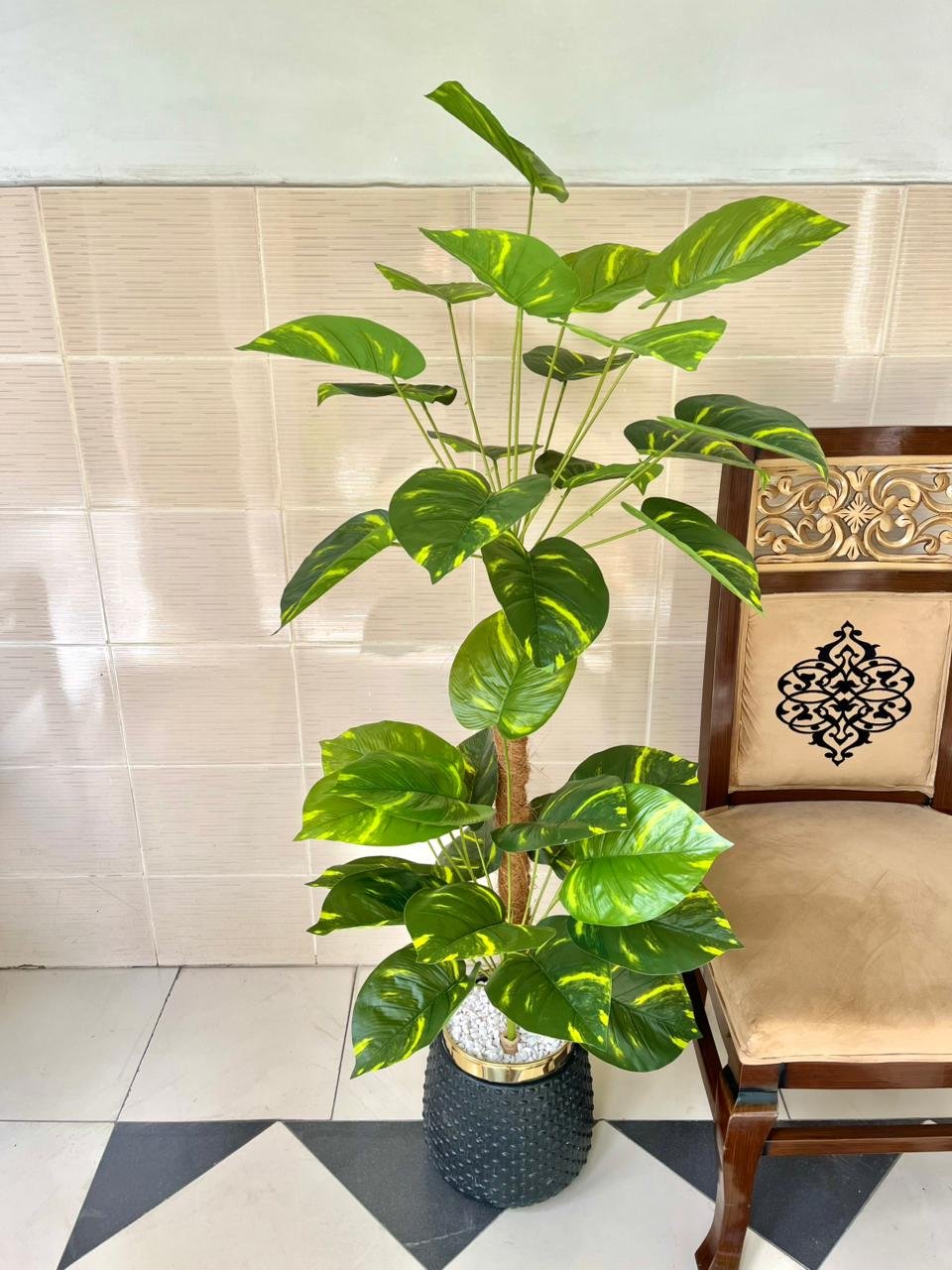 Money plant - Image 3