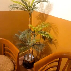 Lux-Gold Areca