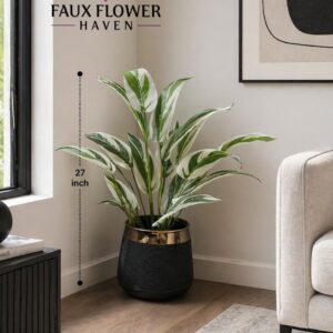 Dracaena.