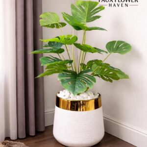 Monstera