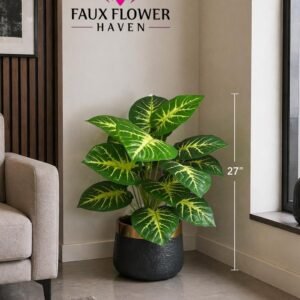 Aglaonema