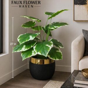 Elegant Variegated Leaf Plant