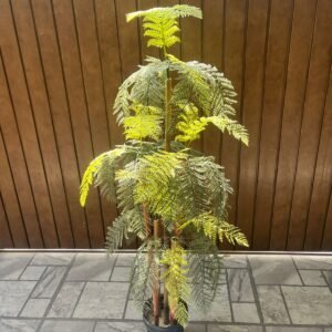 Royal Frond Display