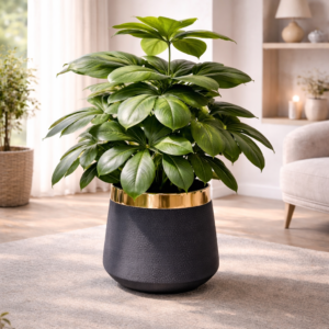 Gold Trimmed Black Planter with Green Plant