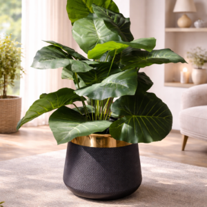 Gold Trimmed Black Planter with Elephant Ear Plant
