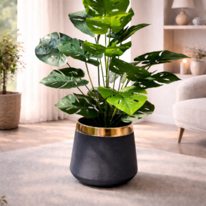 Gold Trimmed Black Planter with Monstera Plant