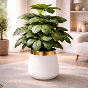 Gold Trimmed White Planter with Green Plant