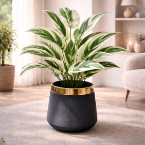 Gold Trimmed Black Planter with Variegated Plant