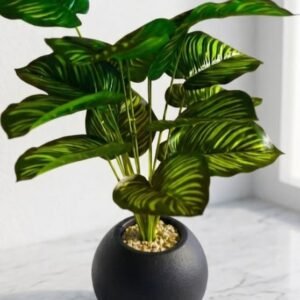 The Charcoal Zen Plant