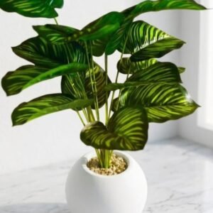 The Zebra Orb Plant