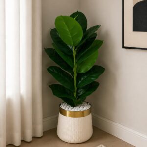 Fiddle Leaf Fig Plant