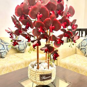 Crimson Elegance Orchid