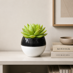 Minimalist Succulent Display