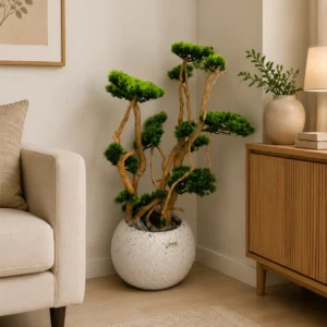 ZenFoliage Bonsai